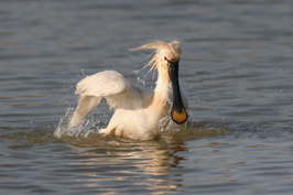 ..::Spoonbill::..